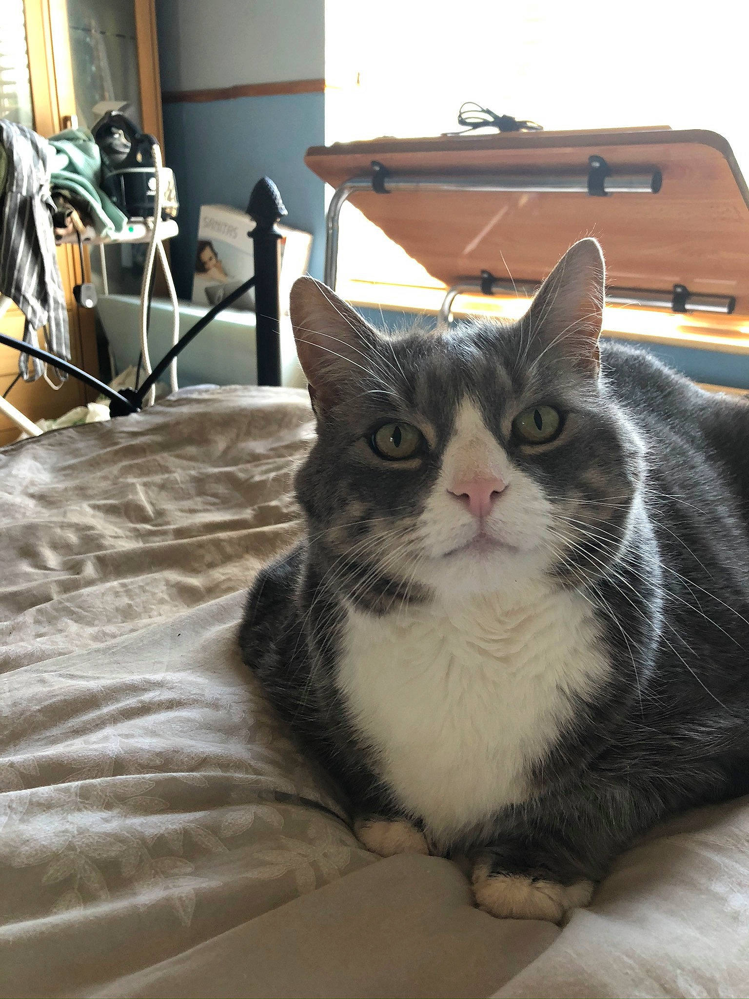 Smokey joined the competition — help win amazing prizes! carnivore, cat, domestic_short_haired_cat, european_shorthair, felidae, fur, linens, pet_supply, small_to_medium_sized_cats, snout, vertebrate, whiskers