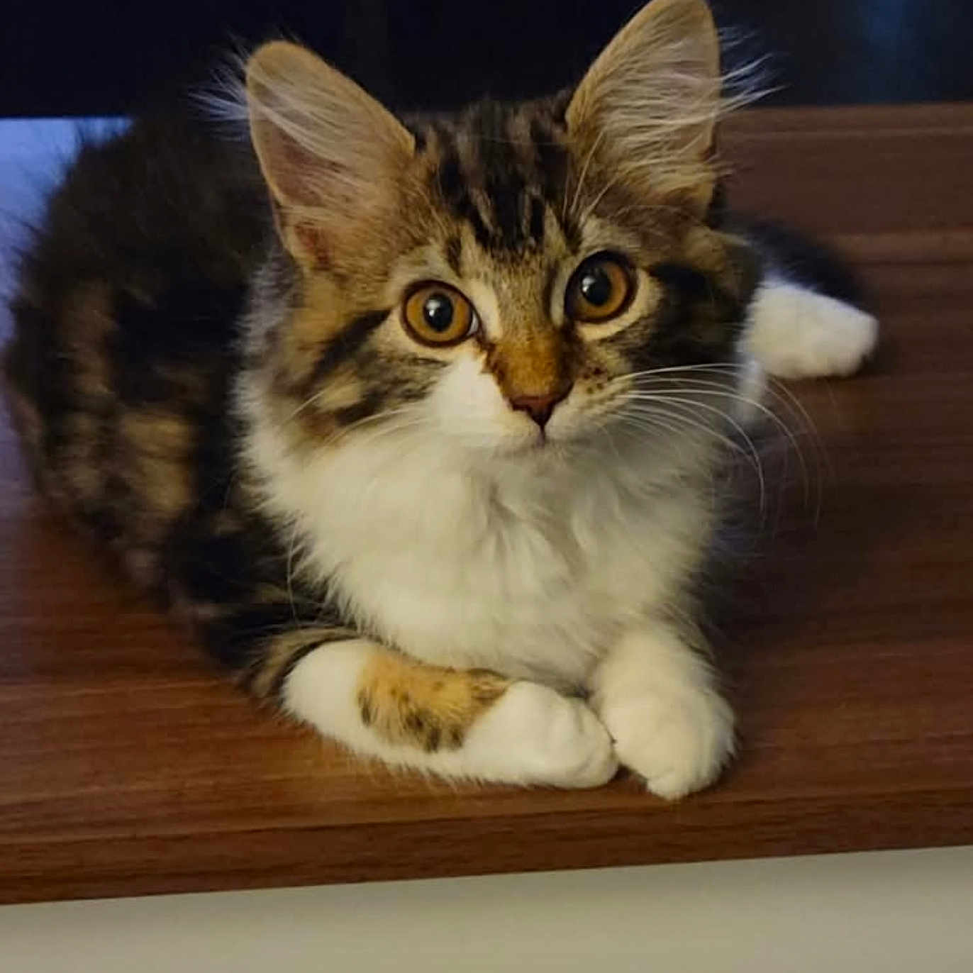 Chloe joined the competition — help win amazing prizes! adorable, animal, cat, close_up, curious_eyes, cute, domestic_cat, ears, fluffy, fur, indoor, kitten, mammal, paws, pet, resting, tabby, whiskers, wooden_surface, young_cat