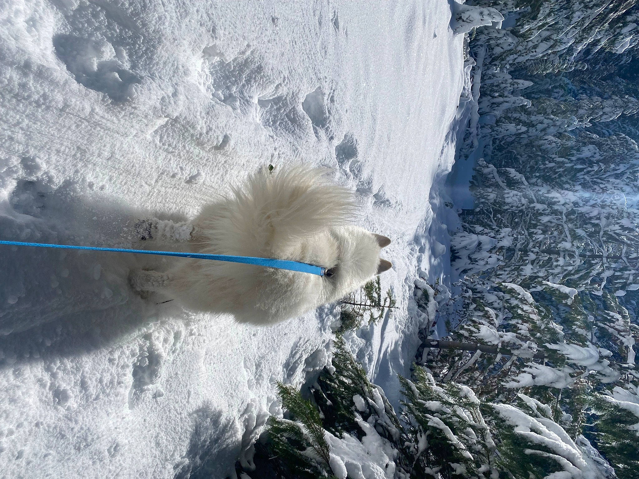 Sammie is registered to the contest to win money with this photo: body_of_water, cloud, fluvial_landforms_of_streams, freezing, fur, glacial_landform, ice_cap, ocean, polar_ice_cap, rapid, recreation, rock, sky, stream, water, watercourse, wave, wind, wind_wave, winter