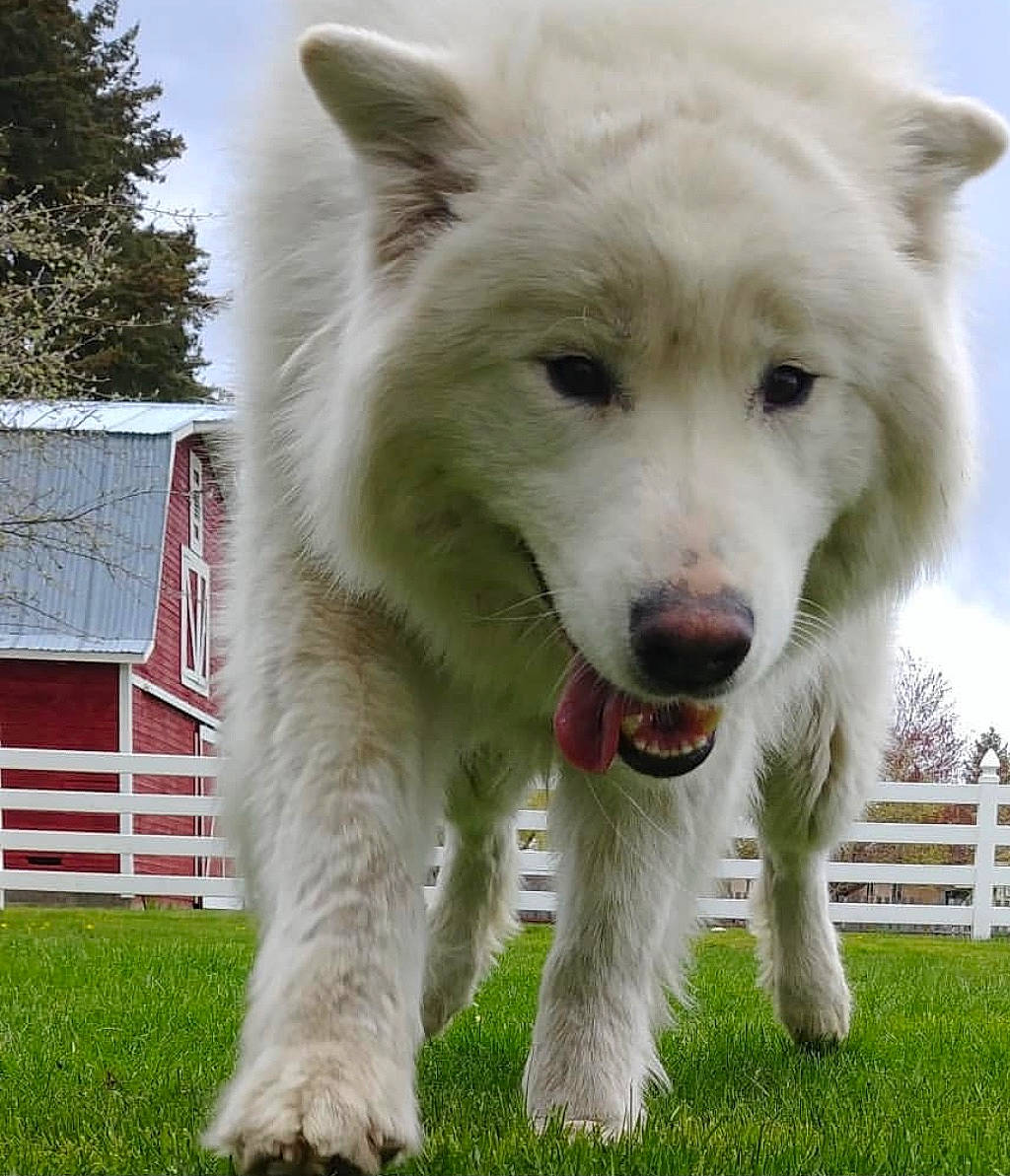 Sammie joined the competition — help win amazing prizes! ancient_dog_breeds, canidae, canis, carnivore, cloud, companion_dog, dog, dog_breed, fur, giant_dog_breed, grass, herding_dog, non_sporting_group, sky, snout, sporting_group, terrestrial_animal, tree, wolf, working_dog