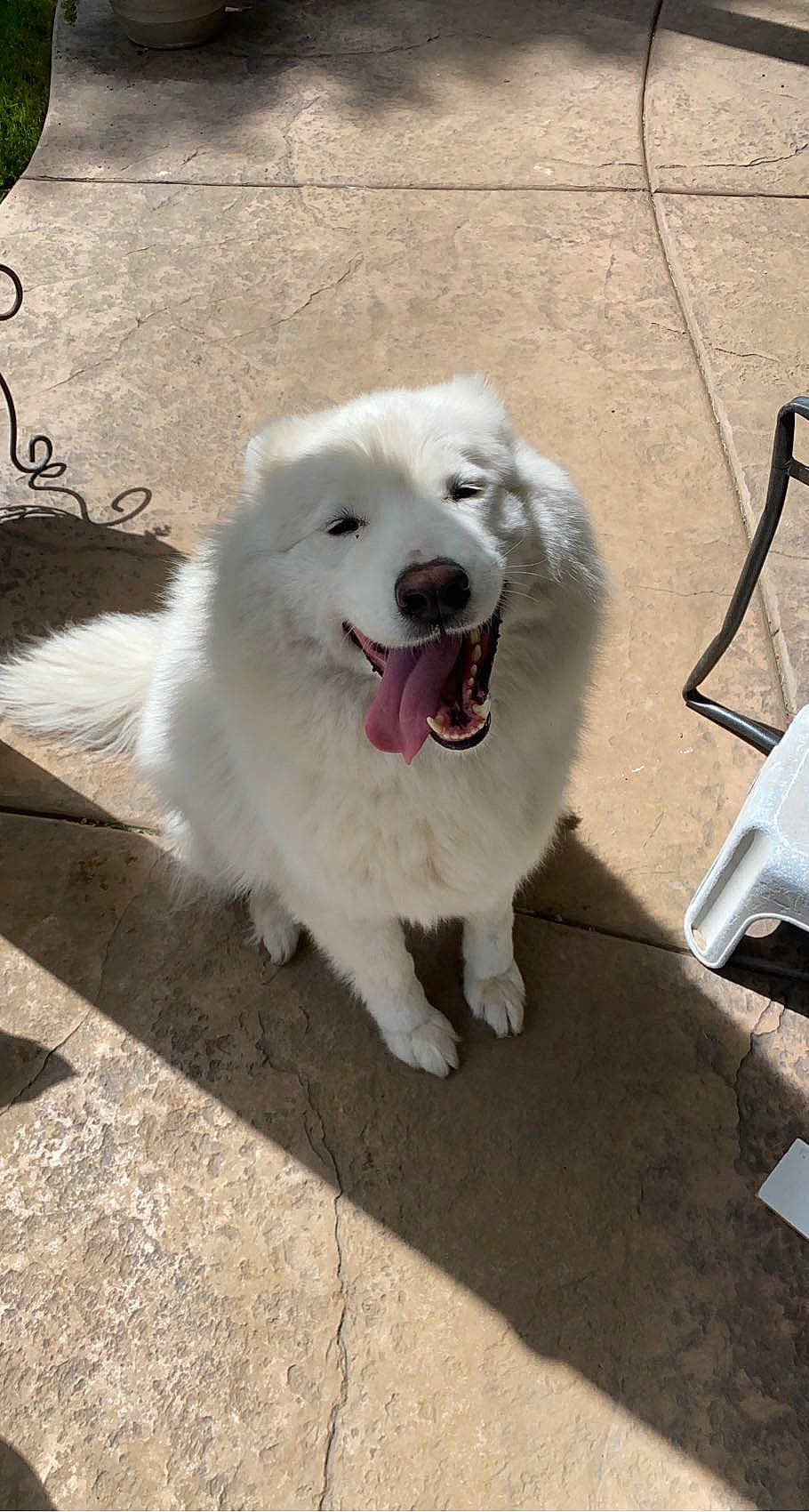 Sammie joined the competition — help win amazing prizes! american_eskimo_dog, canidae, carnivore, companion_dog, dog, dog_breed, fang, fur, indian_spitz, japanese_spitz, non_sporting_group, pet_supply, samoyed, snout, spitz, sporting_group, volpino_italiano, wheel, working_animal, working_dog