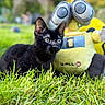 Bagheera participe au concours pour gagner de l'argent avec cette photo : black_cat, kitten, grass, outdoor, toy, plush, wall_e, greenery, nature, animal, pet, closeup, cute, young_cat, playful, blurred_background, colorful, soft_toy, sunlight, small_animal