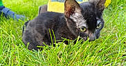 Bagheera a rejoint le concours — aidez-le/la à gagner de superbes lots ! cat, black_cat, grass, outdoor, animal, pet, greenery, curious, closeup, nature, yellow_eyes, feline, young_cat, crouching, summer, daylight, playful, footwear, sandal, background_blur