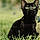 Bagheera