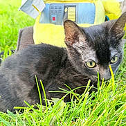 Bagheera a rejoint le concours — aidez-le/la à gagner de superbes lots ! cat, black_cat, grass, outdoor, yellow_eyes, animal, pet, nature, playful, plush_toy, green_grass, curious, fur, whiskers, closeup, daylight, young_cat, cute, mammal, small_animal