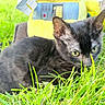 animal, black_cat, cat, closeup, curious, cute, daylight, fur, grass, green_grass, mammal, nature, outdoor, pet, playful, plush_toy, small_animal, whiskers, yellow_eyes, young_cat