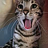 Armani participe au concours pour gagner de l'argent avec cette photo : animal, cat, close_up, cozy, curious, cute, domestic_cat, feline, fur_pattern, happy, indoor, pet, playful, sitting, spotted_cat, striped, tongue_out, whiskers, wide_eyes, young_cat