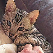 Armani participe au concours pour gagner de l'argent avec cette photo : animal, cat, closeup, comfort, couch, cozy, cute, domestic, feline, hand, indoor, kitten, paw, pet, resting, snuggling, soft, stripes, tabby, warm