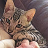 animal, cat, closeup, comfort, couch, cozy, cute, domestic, feline, hand, indoor, kitten, paw, pet, resting, snuggling, soft, stripes, tabby, warm