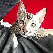 Armani a rejoint le concours — aidez-le/la à gagner de superbes lots ! cat, tabby_cat, green_eyes, whiskers, curious, pet, animal, indoor, red_background, black_clothing, closeup, face, ears, fur, portrait, cute, looking_at_camera, domestic_cat, resting, soft_light