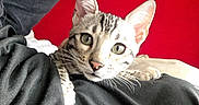 Armani a rejoint le concours — aidez-le/la à gagner de superbes lots ! animal, black_clothing, cat, closeup, curious, cute, domestic_cat, ears, face, fur, green_eyes, indoor, looking_at_camera, pet, portrait, red_background, resting, soft_light, tabby_cat, whiskers