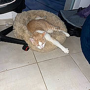Scruffy a rejoint le concours — aidez-le/la à gagner de superbes lots ! cat, orange_and_white, pet, sleeping, relaxed, lying_down, stretched_out, animal, furry, whiskers, ears, paws, tail, plush_bed, pet_bed, indoor, tiled_floor, chair, home, nap