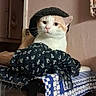 Scruffy participe au concours pour gagner de l'argent avec cette photo : cat, pet, animal, portrait, beret, blanket, fabric, patterned_clothing, white_fur, orange_fur, green_eyes, whiskers, sitting, indoors, home, furniture, chair, textile, funny, fashionable