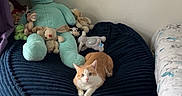 Scruffy participe au concours pour gagner de l'argent avec cette photo : cat, orange_cat, white_cat, pet, animal, sitting, lying_down, indoors, bedroom, beanbag, stuffed_animals, plush_toy, toy_collection, cushion, blanket, tiled_floor, wall, furniture, portrait, cute