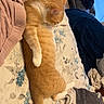 Scruffy participe au concours pour gagner de l'argent avec cette photo : cat, orange_cat, sleeping, lying_down, pet, animal, fur, tail, paw, bed, bedroom, bedding, blanket, pillow, laundry, indoors, cozy, relaxed, home, portrait