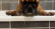 Unna a rejoint le concours — aidez-le/la à gagner de superbes lots ! dog, french_bulldog, pet, animal, bathroom, bathtub, tile, tiled_wall, portrait, close_up, ears, wrinkles, muzzle, brown_coat, black_muzzle, paws, indoors, funny, alert, centered_composition