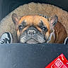 dog, french_bulldog, pet, animal, face, portrait, close_up, brown_dog, wrinkles, ears, eyes, nose, serious_expression, car, car_interior, pet_bed, seat, snack_package, red_packaging, photography