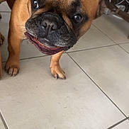 Unna a rejoint le concours — aidez-le/la à gagner de superbes lots ! dog, bulldog, french_bulldog, pet, animal, brown_coat, black_muzzle, wrinkled_face, pointed_ears, open_mouth, smiling, standing, close_up, portrait, indoor, tiled_floor, home, cables, curious, funny