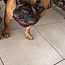 dog, bulldog, french_bulldog, pet, animal, brown_coat, black_muzzle, wrinkled_face, pointed_ears, open_mouth, smiling, standing, close_up, portrait, indoor, tiled_floor, home, cables, curious, funny