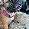 bulldog, dog, second_dog, pet, animal, car, car_interior, vehicle, seated, collar, pink_collar, blanket, fluffy_blanket, brown_fur, black_fur, expressive_face, side_eye, open_mouth, indoors, portrait