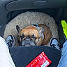 dog, french_bulldog, car, car_interior, pet, animal, face, ears, collar, harness, seated, fluffy_bed, vehicle, passenger_seat, human_legs, sneakers, snack_wrapper, seatbelt, road_trip, funny_expression