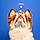 Apollon