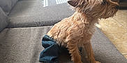 Bear is registered to the contest to win money with this photo: animal, canine, casual, couch, curious, denim_pants, dog, domestic_animal, door, fur, furniture, gray_couch, home, indoor, pet, room, side_view, sitting, small_dog, tile_floor