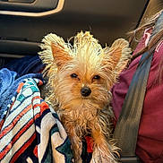 Bear joined the competition — help win amazing prizes! blanket, car_interior, closeup, colorful, companion, curious, dog, ears, face, fur, indoor, person, pet, seat, seatbelt, sitting, small_dog, travel, window, yorkshire_terrier