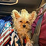 blanket, car_interior, closeup, colorful, companion, curious, dog, ears, face, fur, indoor, person, pet, seat, seatbelt, sitting, small_dog, travel, window, yorkshire_terrier