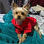 Bear is registered to the contest to win money with this photo: animal, bed, blanket, clothing, companion, cozy, curious, cute, cute_pet, dog, domestic, ears, fur, indoor, pet, puppy, red_hoodie, resting, small_dog, soft