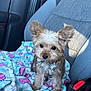 Bear is registered to the contest to win money with this photo: adorable, animal, blanket, bow_tie, car_interior, car_seat, companion, cute, dog, fluffy, furry, hello_kitty, indoor, looking_up, pet, seatbelt, sitting, small_dog, well_groomed, young_dog