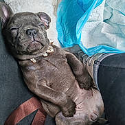 Ariel participe au concours pour gagner de l'argent avec cette photo : puppy, dog, sleeping, collar, footwear, sneaker, blanket, fabric, paw, fur, nose, ear, cute, pet, resting, indoor, relaxed, animal, mammal, leg
