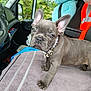 Ariel participe au concours pour gagner de l'argent avec cette photo : french_bulldog, puppy, dog, pearl_necklace, towel, vehicle_interior, stuffed_toy, blue_toy, orange_jacket, window, seat, dashboard, greenery, cute, pet, animal, ears, face, collar, charm
