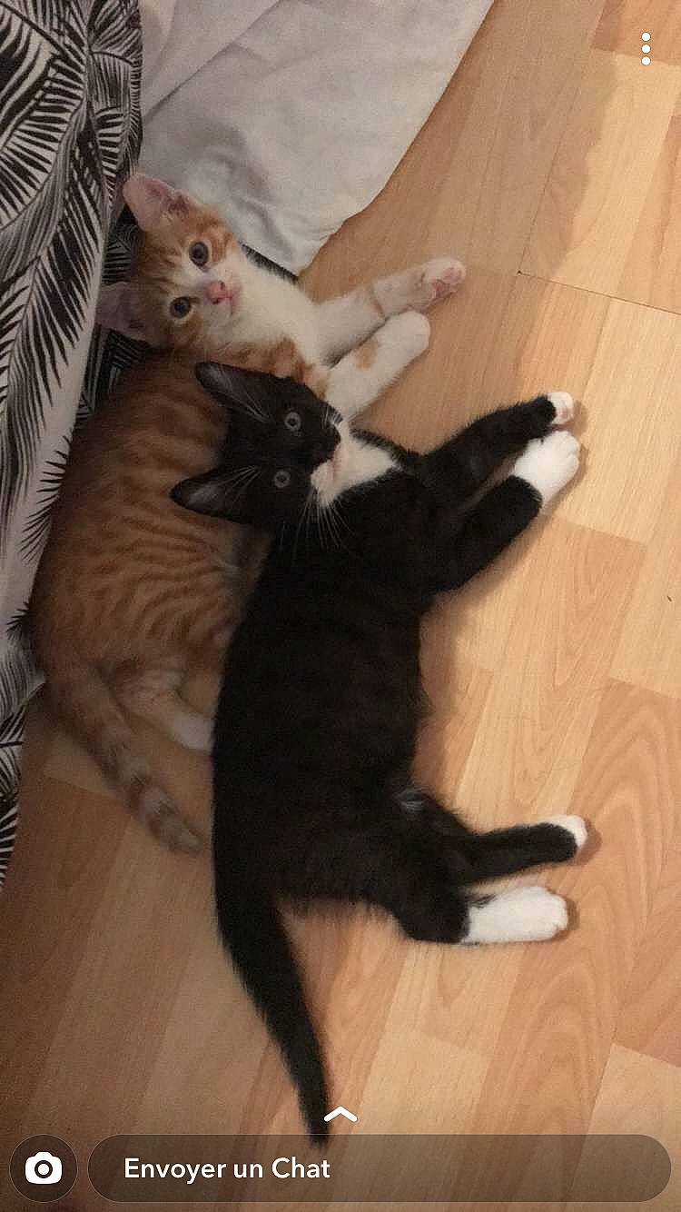 Chatons participe au concours pour gagner de l'argent avec cette photo : carnivore, cat, claw, domestic_short_haired_cat, european_shorthair, felidae, fur, kitten, leg, mammal, paw, polydactyl_cat, small_to_medium_sized_cats, tail, turkish_angora, vertebrate, whiskers