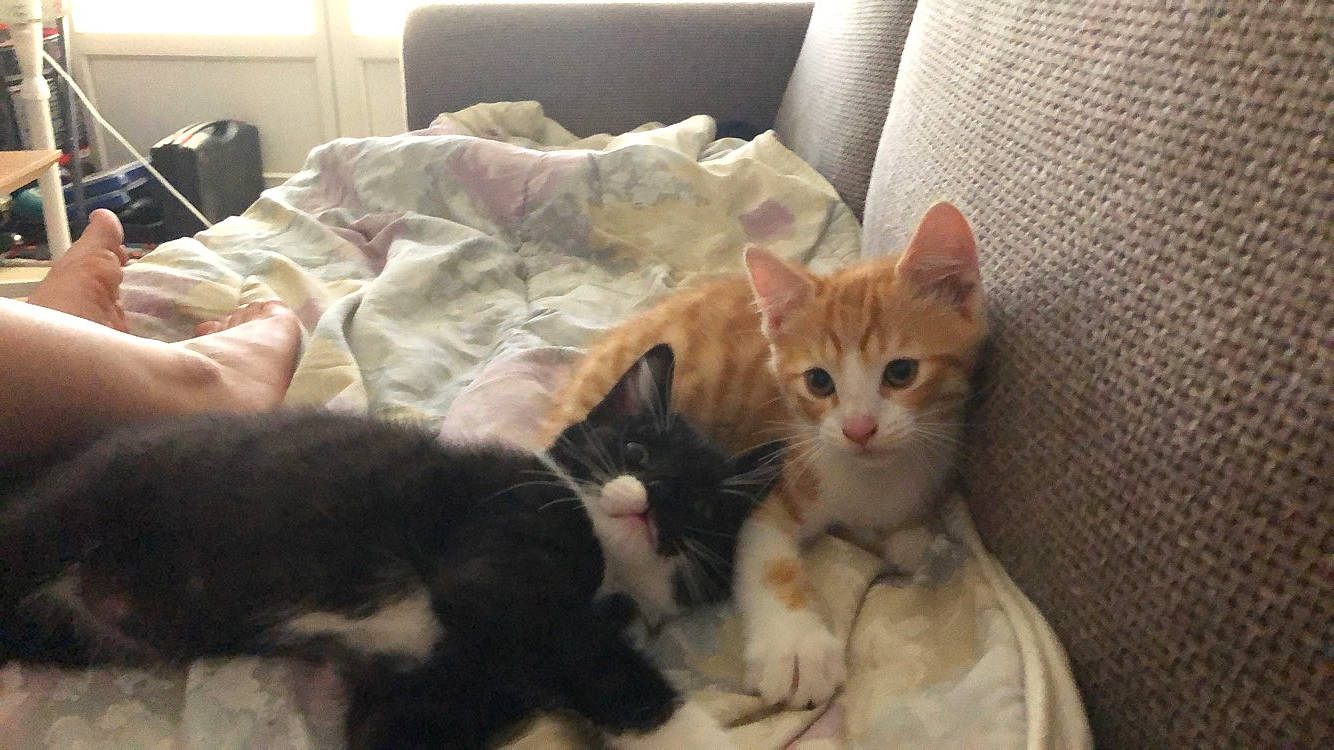 Chatons a rejoint le concours — aidez-le/la à gagner de superbes lots ! aegean_cat, american_curl, american_shorthair, arabian_mau, asian, carnivore, cat, domestic_short_haired_cat, european_shorthair, fawn, felidae, fur, german_rex, kitten, mammal, polydactyl_cat, small_to_medium_sized_cats, tabby_cat, vertebrate, whiskers