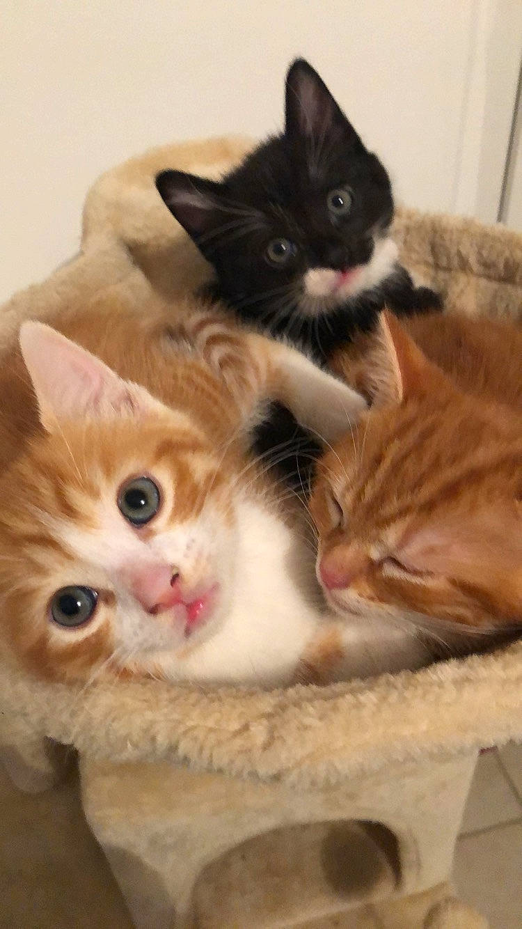 Chatons a rejoint le concours — aidez-le/la à gagner de superbes lots ! aegean_cat, asian, carnivore, cat, cymric, domestic_short_haired_cat, european_shorthair, fawn, felidae, fur, german_rex, kitten, mammal, paw, polydactyl_cat, ragamuffin, small_to_medium_sized_cats, snout, vertebrate, whiskers