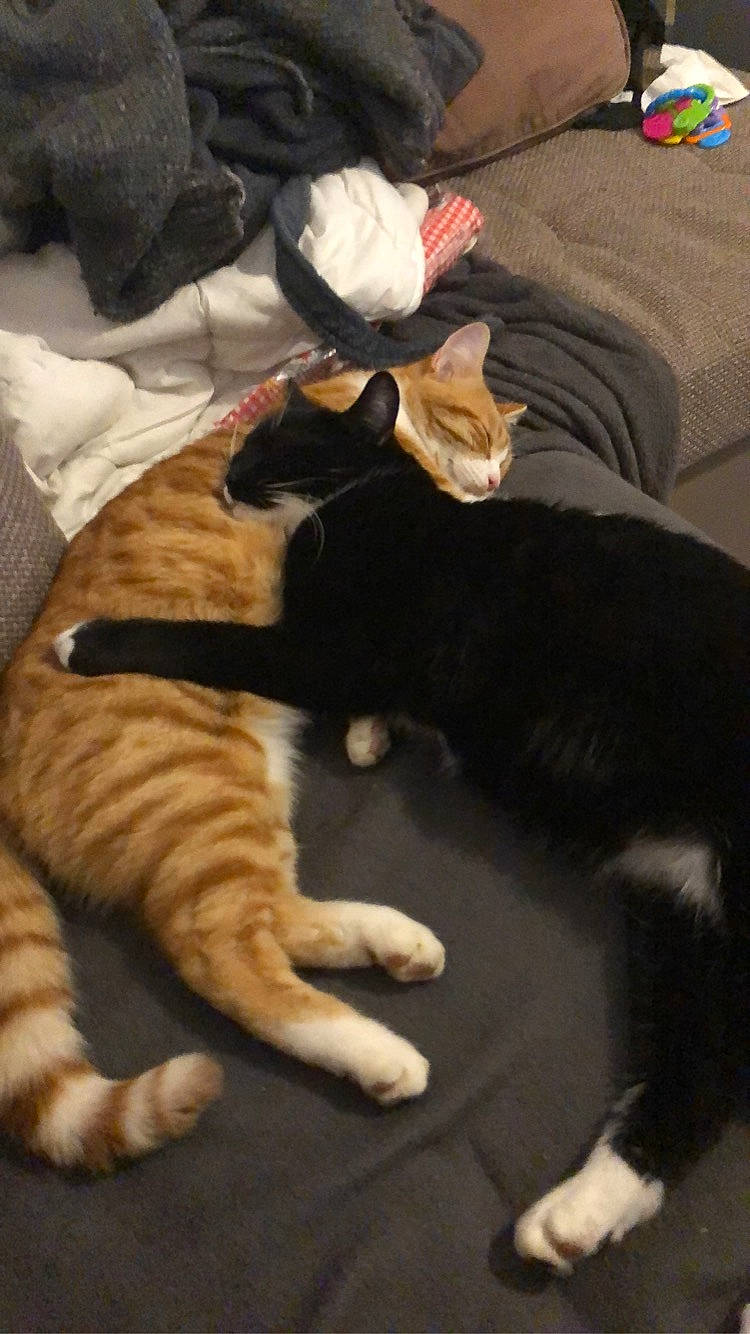 Chatons a rejoint le concours — aidez-le/la à gagner de superbes lots ! carnivore, cat, claw, domestic_short_haired_cat, european_shorthair, felidae, fur, kitten, paw, polydactyl_cat, small_to_medium_sized_cats, tabby_cat, tail, whiskers