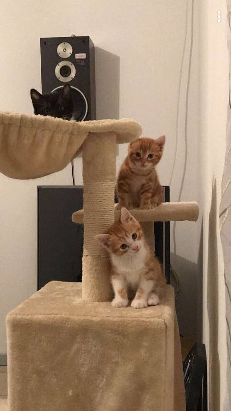 Chatons a rejoint le concours — aidez-le/la à gagner de superbes lots ! american_shorthair, asian, british_shorthair, carnivore, cat, cat_furniture, domestic_short_haired_cat, european_shorthair, fawn, felidae, kitten, polydactyl_cat, small_to_medium_sized_cats, tabby_cat, tail, turkish_van, whiskers