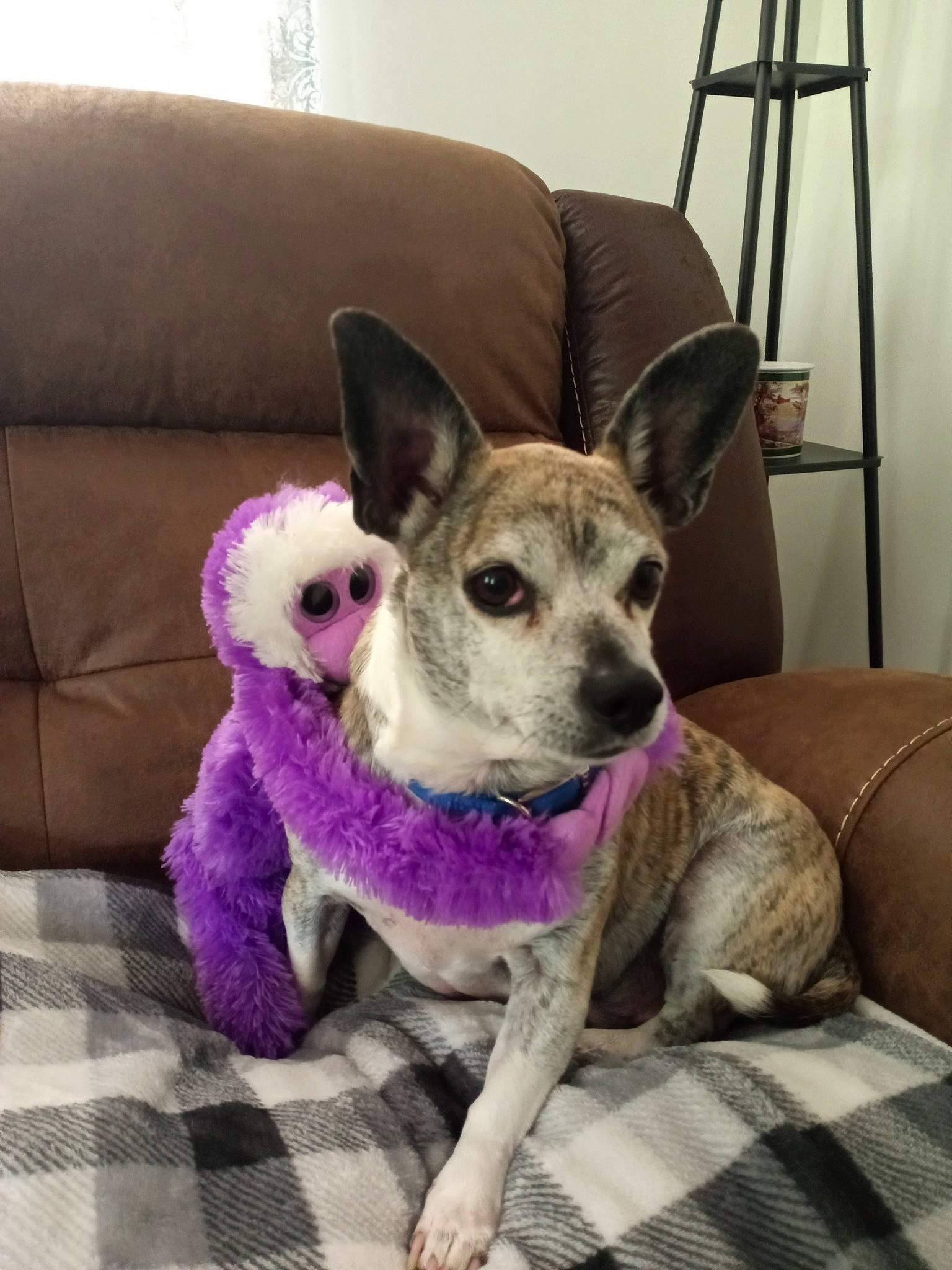 Chip joined the competition — help win amazing prizes! canidae, carnivore, companion_dog, dog, dog_breed, ear, fawn, mammal, puppy, rare_breed_dog, rat_terrier, snout, sporting_group, teddy_roosevelt_terrier, vertebrate, whiskers