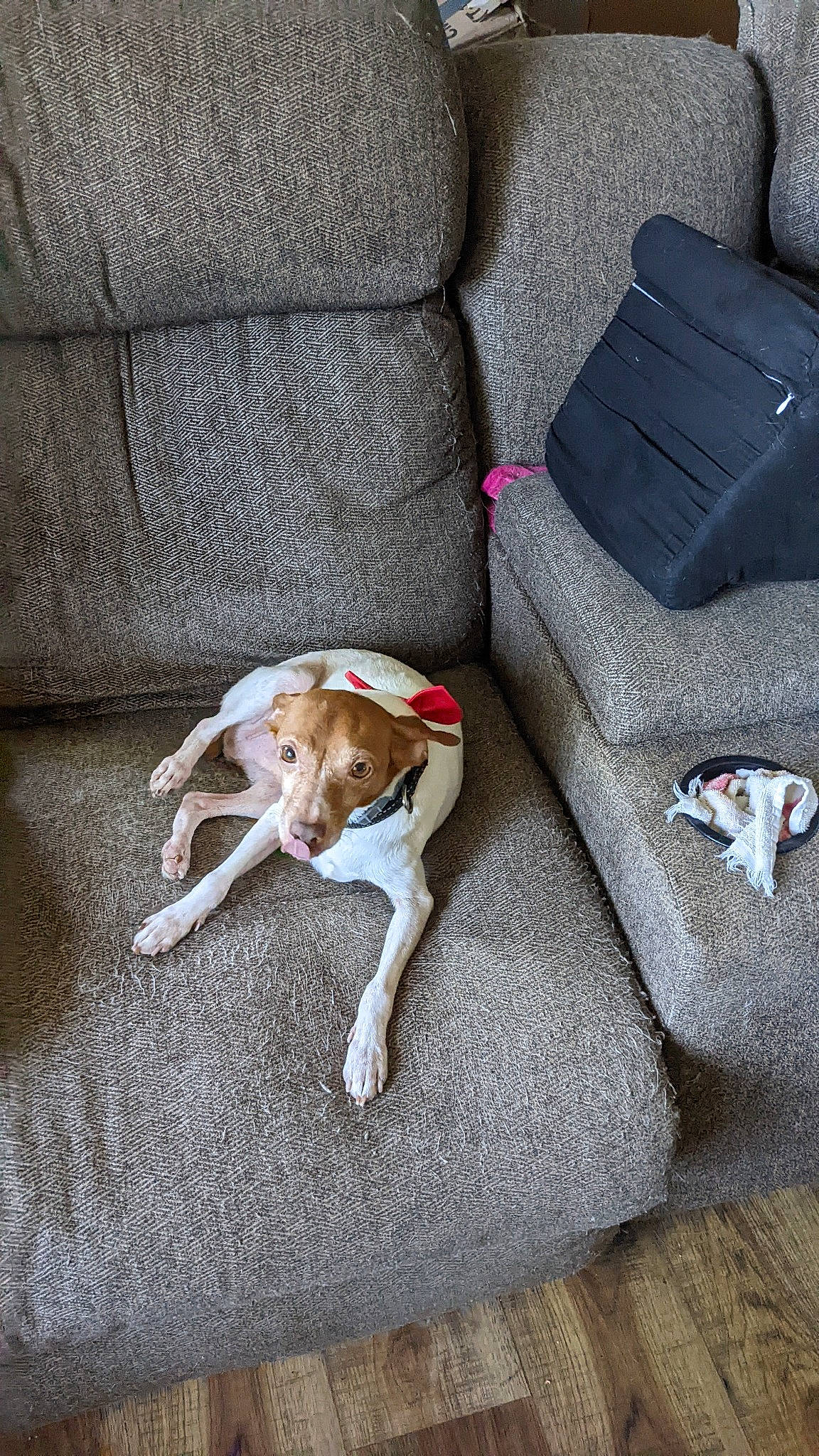 Hoss is registered to the contest to win money with this photo: canidae, carnivore, comfort, companion_dog, couch, dog, dog_breed, dog_supply, fawn, flooring, grey, hardwood, linens, paw, sidewalk, sporting_group, studio_couch, tail, wood, working_animal