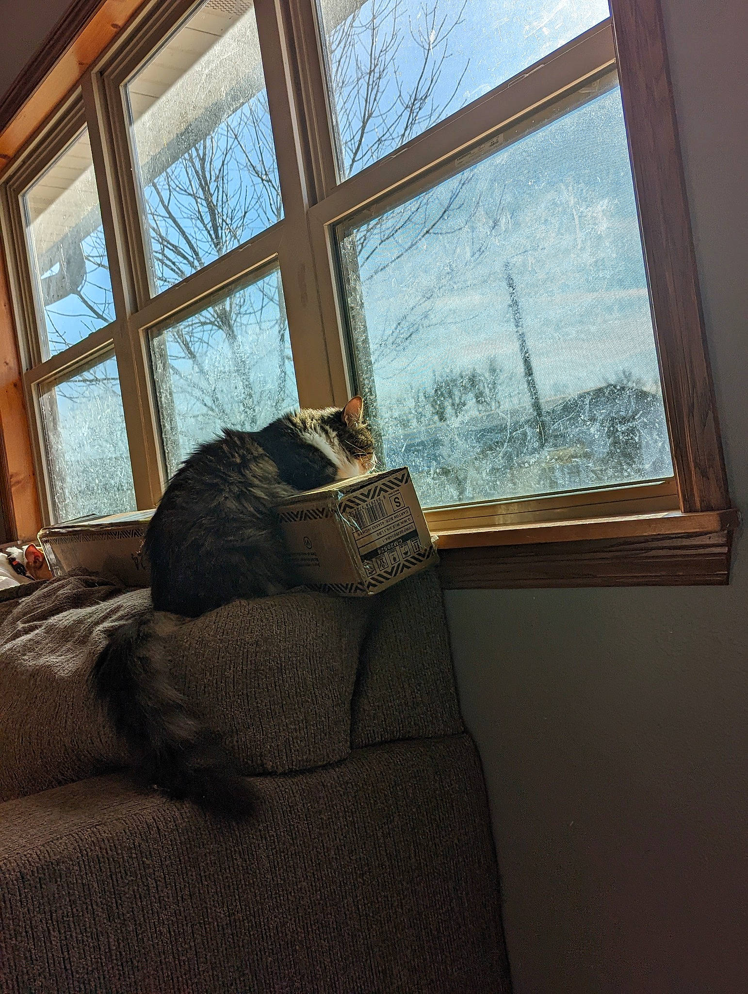 Pee-wee is registered to the contest to win money with this photo: brown, building, comfort, fixture, floor, flooring, glass, hardwood, house, interior_design, linens, living_room, property, shade, textile, tints_and_shades, window, window_covering, window_treatment, wood