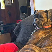 Ruby joined the competition — help win amazing prizes! dog, boxer, brindle, pet, collar, couch, sofa, indoor, portrait, sitting, gaze, brown_fur, close_up, furniture, blanket, wood_paneling, crate, home_interior, leash, calm