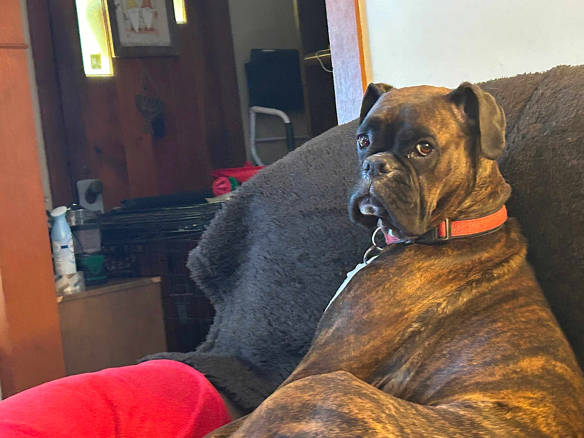 Ruby joined the competition — help win amazing prizes! dog, boxer, brindle, pet, collar, couch, sofa, indoor, portrait, sitting, gaze, brown_fur, close_up, furniture, blanket, wood_paneling, crate, home_interior, leash, calm