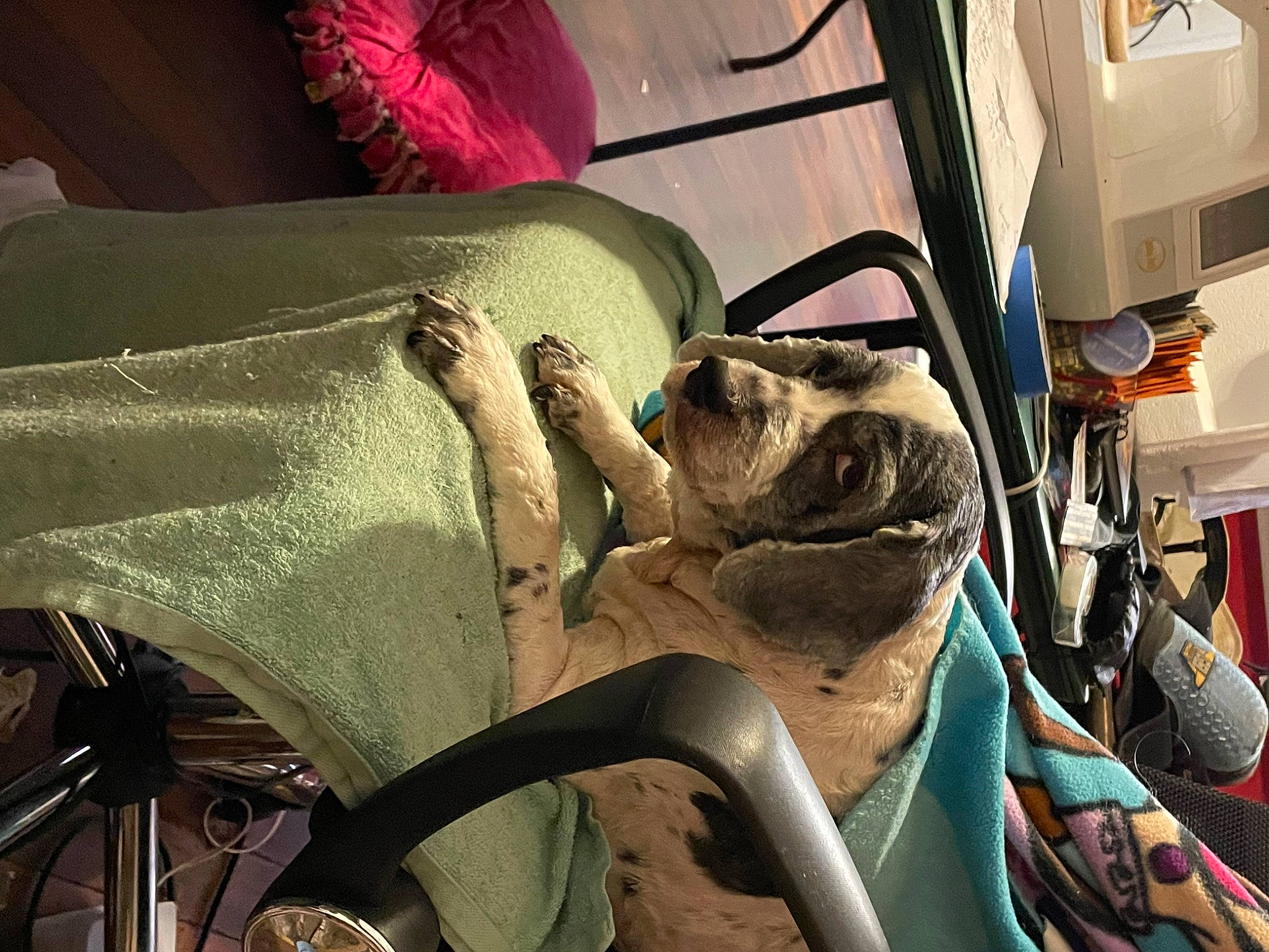 Izzi joined the competition — help win amazing prizes! auto_part, automotive_design, automotive_exterior, bag, comfort, eyewear, family_car, glass, linens, motor_vehicle, room, sunglasses, tints_and_shades, trunk, vehicle_door, windshield, wood