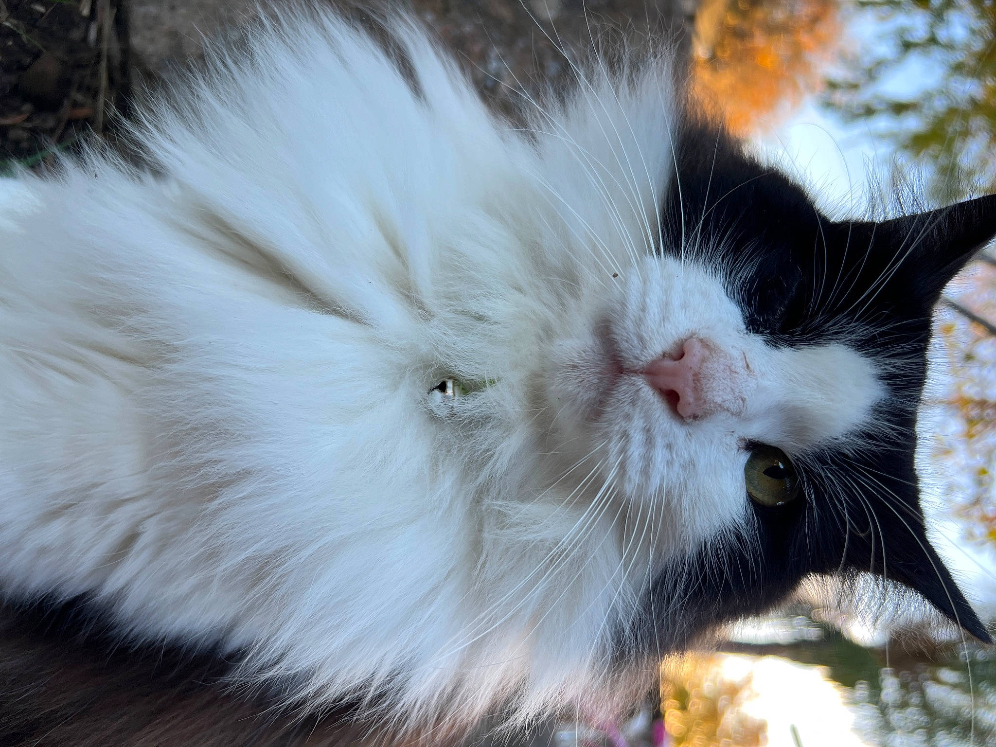 Mr Whiskers joined the competition — help win amazing prizes! carnivore, cat, claw, domestic_short_haired_cat, fawn, felidae, fur, paw, small_to_medium_sized_cats, tail, terrestrial_animal, whiskers