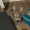 cat, tabby, gray_fur, green_eyes, whiskers, standing, indoors, floor, wood_floor, food_bowl, cat_food, turquoise_mat, furniture, woven_texture, window, shadow, portrait, looking_at_camera, pet, home