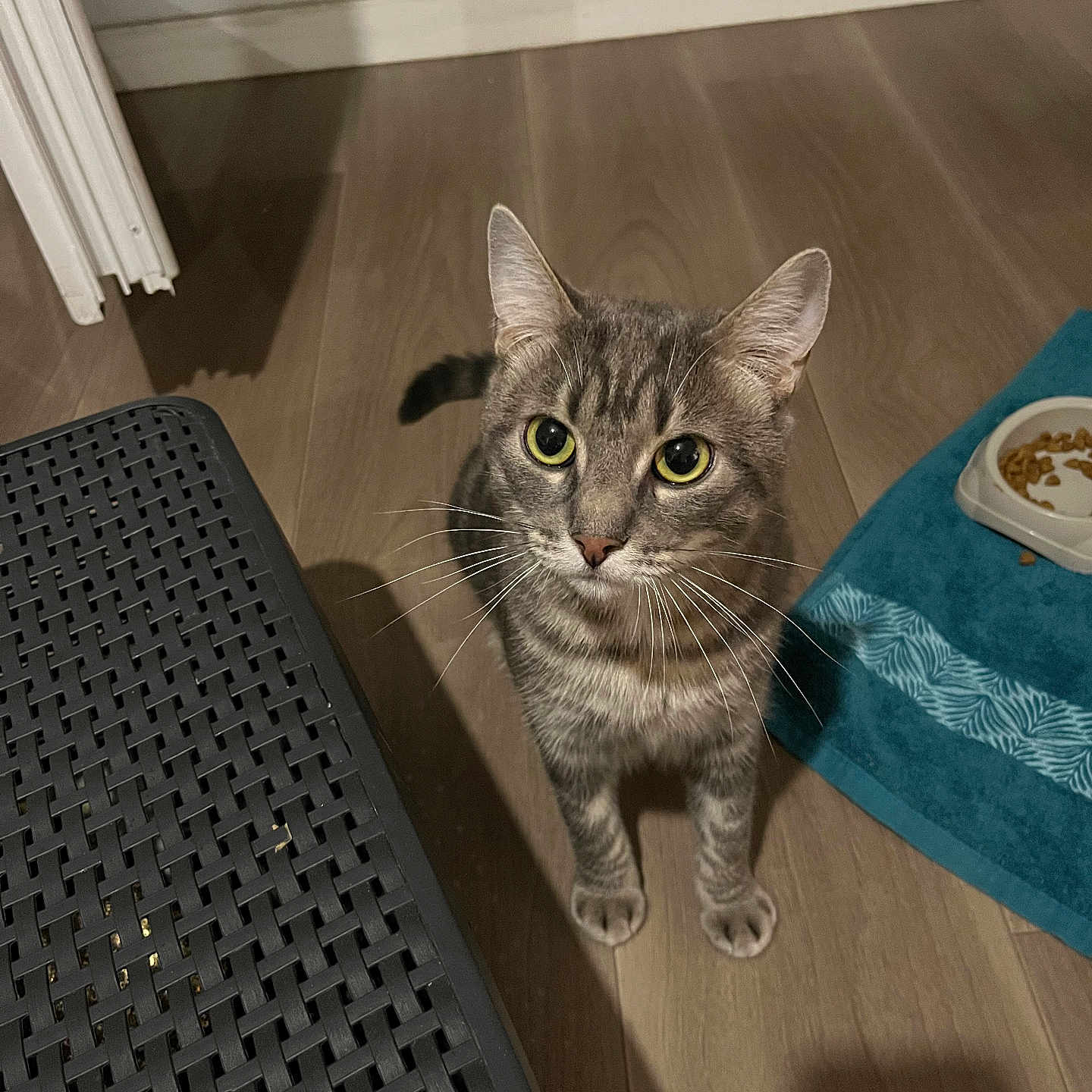 Dobby participe au concours pour gagner de l'argent avec cette photo : cat, tabby, gray_fur, green_eyes, whiskers, standing, indoors, floor, wood_floor, food_bowl, cat_food, turquoise_mat, furniture, woven_texture, window, shadow, portrait, looking_at_camera, pet, home