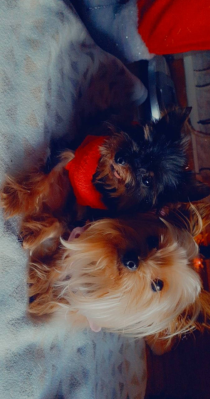 Mandy Et Looping participe au concours pour gagner de l'argent avec cette photo : canidae, carnivore, companion_dog, dog, dog_breed, dog_supply, fawn, liver, non_sporting_group, orange, puppy, small_terrier, snout, terrier, toy_dog, vertebrate, working_dog, yorkipoo