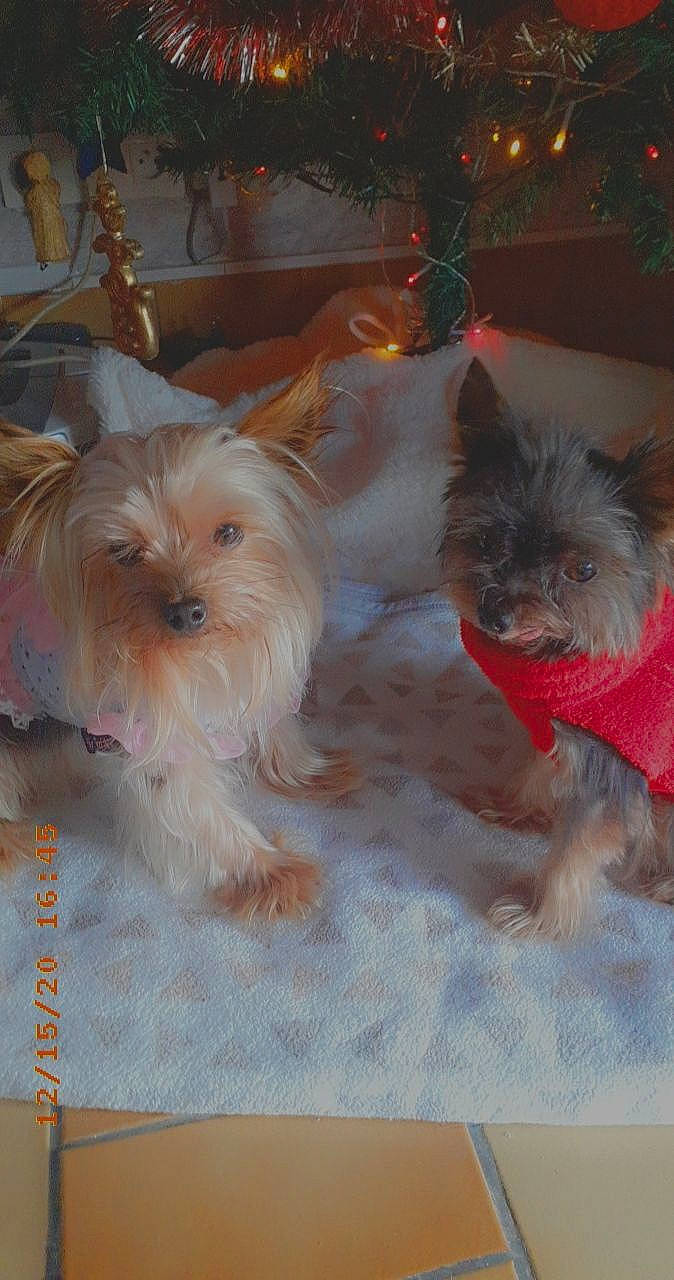 Mandy Et Looping a rejoint le concours — aidez-le/la à gagner de superbes lots ! canidae, carnivore, christmas_decoration, companion_dog, dog, dog_breed, dog_supply, fawn, fur, liver, non_sporting_group, pet_supply, puppy, small_terrier, snout, terrier, toy_dog, vertebrate, working_animal, working_dog