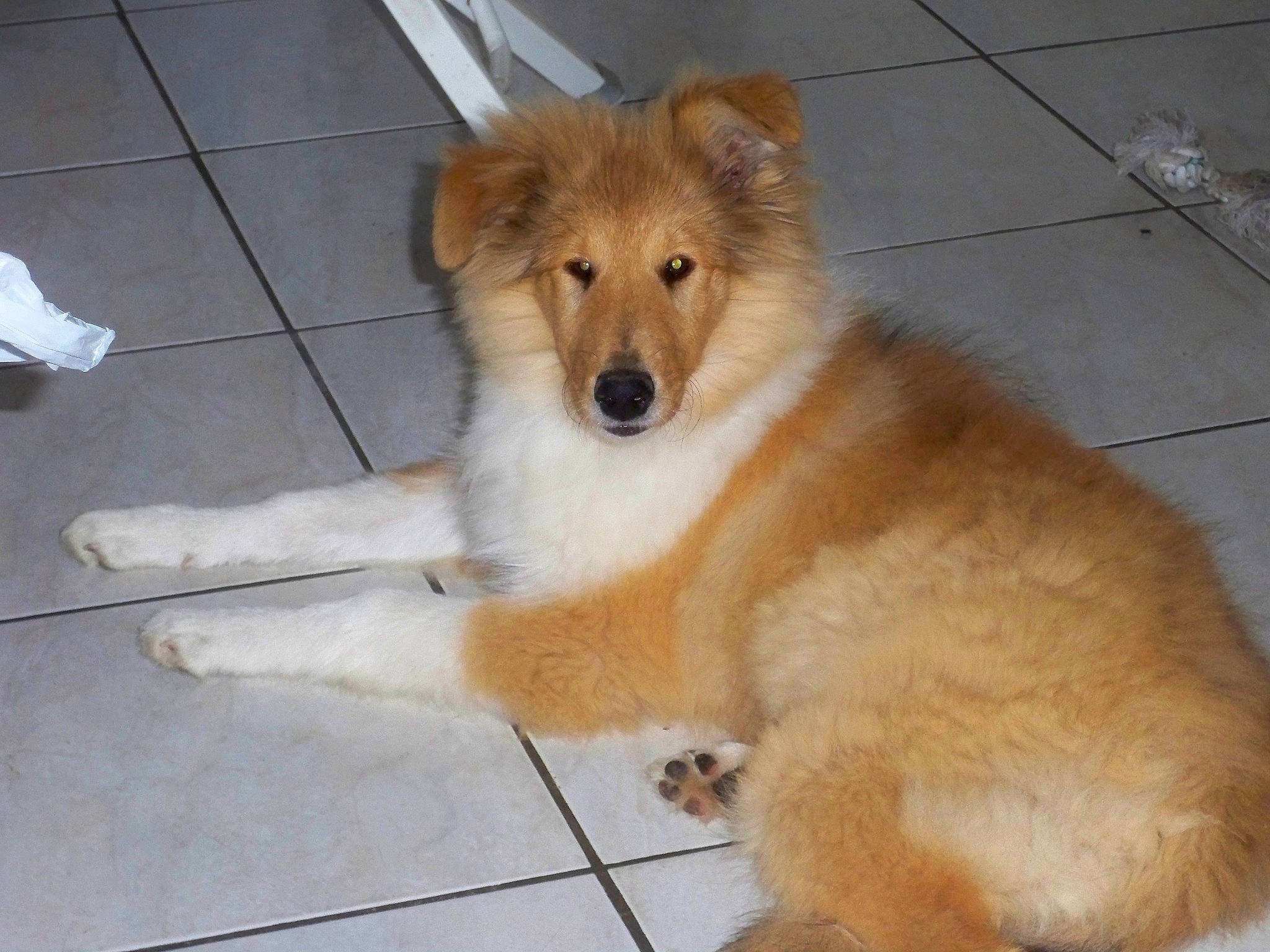 Helfy a rejoint le concours — aidez-le/la à gagner de superbes lots ! ancient_dog_breeds, canidae, carnivore, companion_dog, dog, dog_breed, dog_supply, fawn, floor, flooring, fur, mammal, snout, sporting_group, tail, tile, tile_flooring, working_animal, working_dog